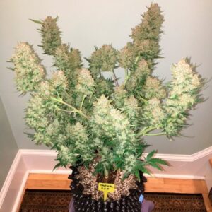 SILENT SEEDS | Critical + 2.0 | 3 Stk