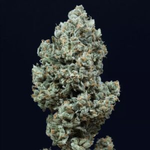 SILENT SEEDS | Critical + 2.0 AUTO | 3 Stk.