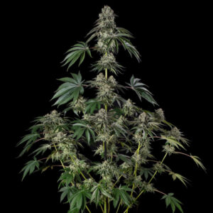 SILENT SEEDS | Jamaican Mountain | 3 Stk.