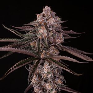 SILENT SEEDS | Jamaican Sunset by Julian Marley | 3 Stk.