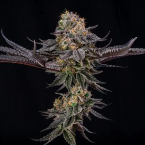 SILENT SEEDS | King of Kings | 3 Stk.
