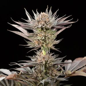 SILENT SEEDS | Lemon Tree 2.0 by Lemon Tree | 3 Stk.