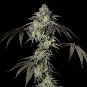 SILENT SEEDS | Mint Candy - Female Limited | 3 Stk.