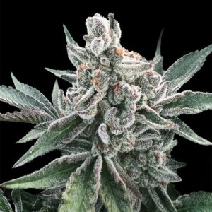 SILENT SEEDS | Polar Gelato Auto by Sherbinskis | 3 Stk.