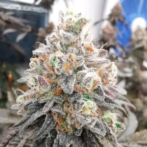 SILENT SEEDS | Polar Gelato by Sherbinskis | 3 Stk.