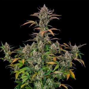 SILENT SEEDS | Rainbow Breath Auto| 3 Stk.