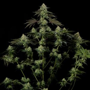 SILENT SEEDS | Rainbow Gas | 3 Stk.