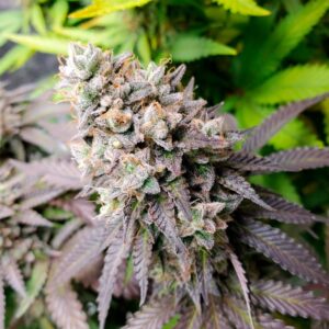 SILENT SEEDS | Watermelon Runtz Female Exotic | 3 Stk