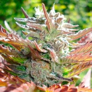 SILENT SEEDS | Zkittlez 2.0 Female Exotic | 3 Stk